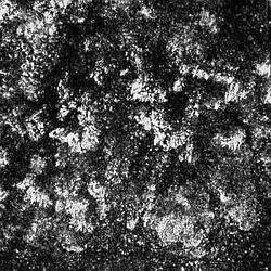 Harsh Noise Radio Caprice