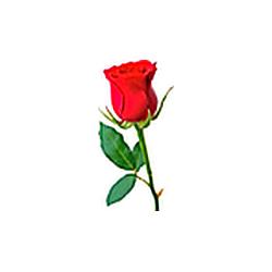 Rondallas y Romance